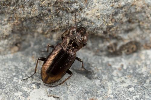 Réf. 248 779 : Notiophilus biguttatus